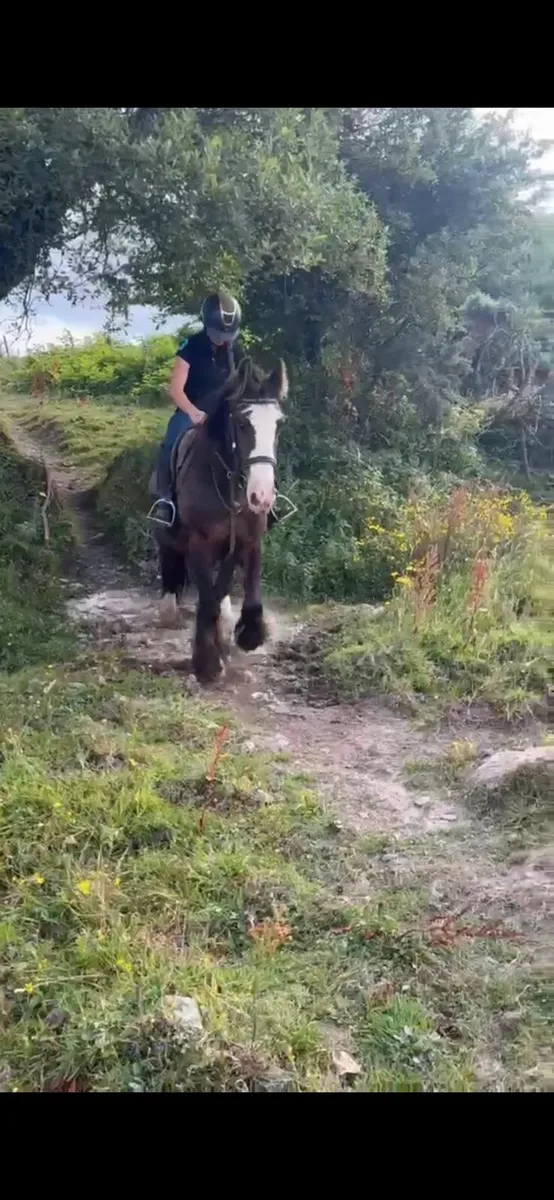 14.2 Gelding - Image 4