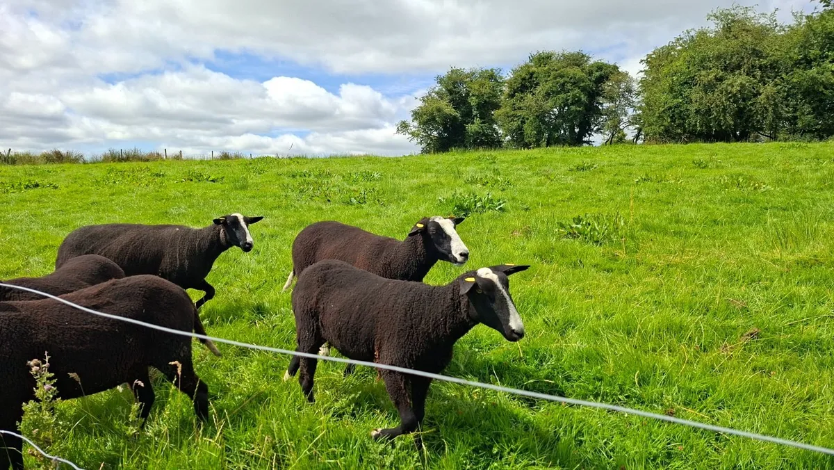 Zwartbles - Image 1