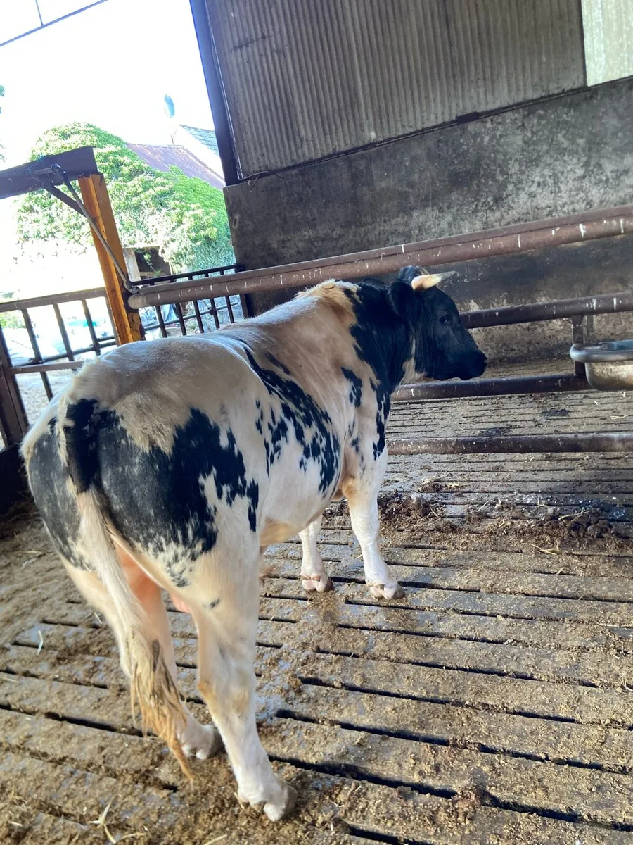 Bull - Image 3