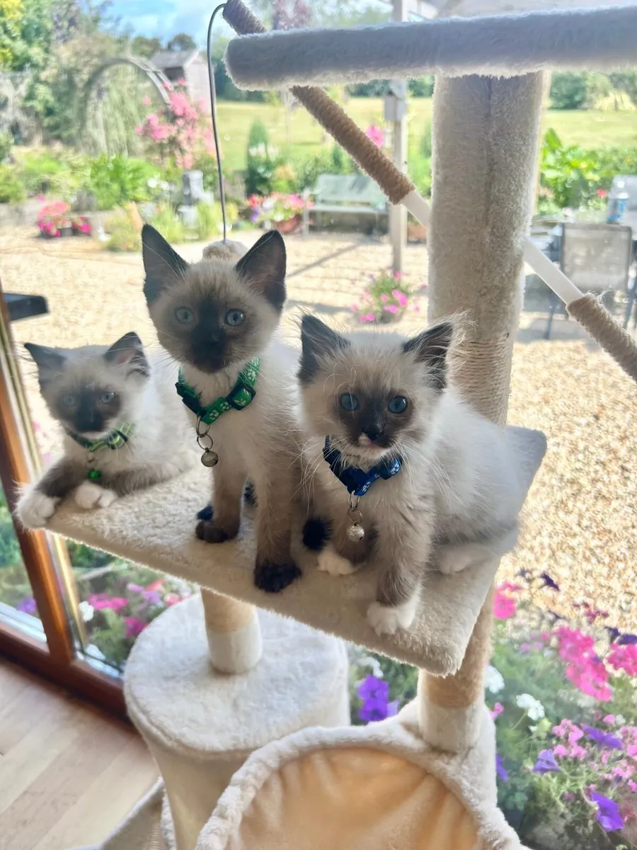 Beautiful Purebred Ragdolls - Image 1