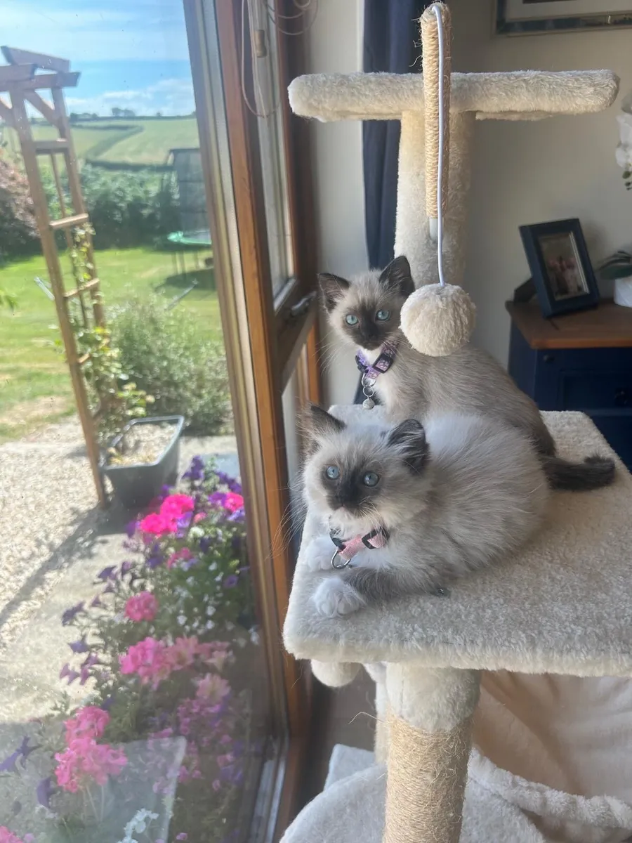 Beautiful Purebred Ragdolls - Image 2