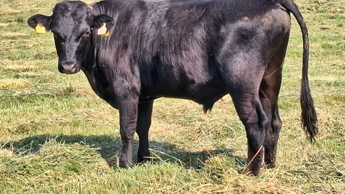 Kerry pedigree registered Bull - Image 1