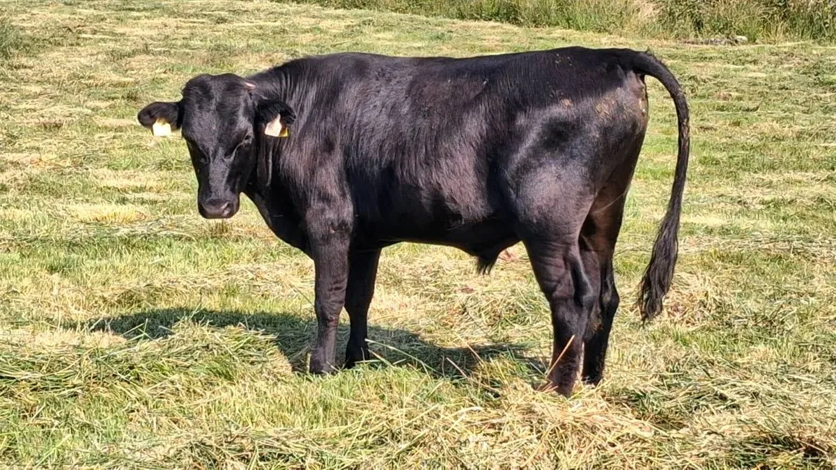 Kerry pedigree registered Bull - Image 2