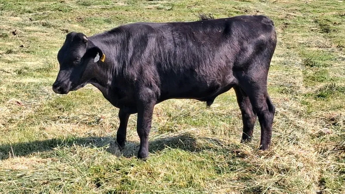 Kerry pedigree registered Bull - Image 3