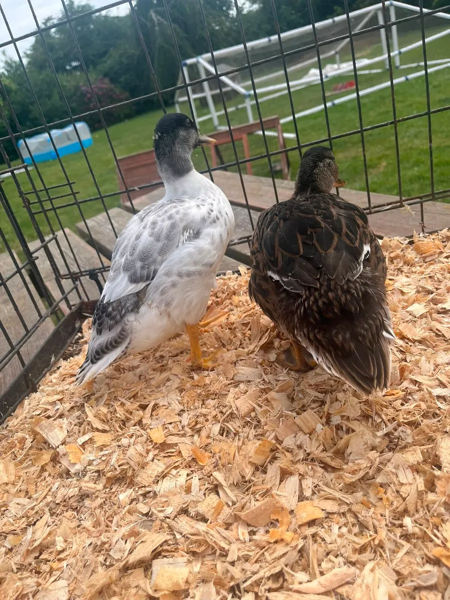 Call Ducks - Image 4