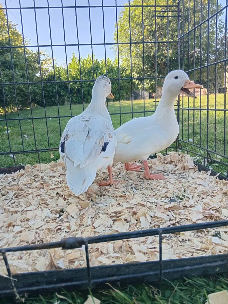 Call Ducks - Image 1