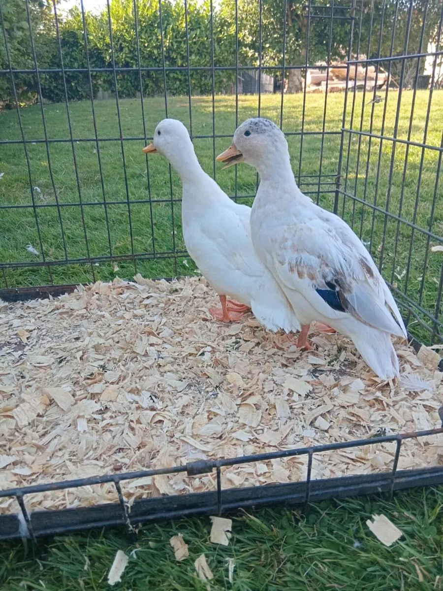 Call Ducks - Image 2