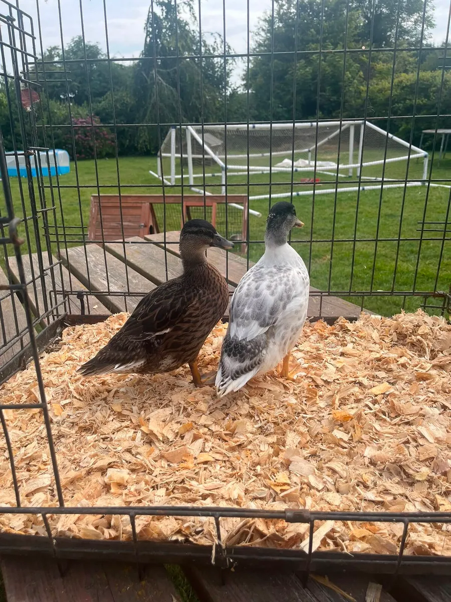 Call Ducks - Image 3