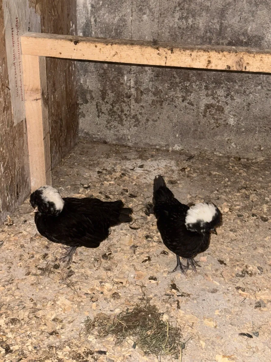 Polish and bantams - Image 1
