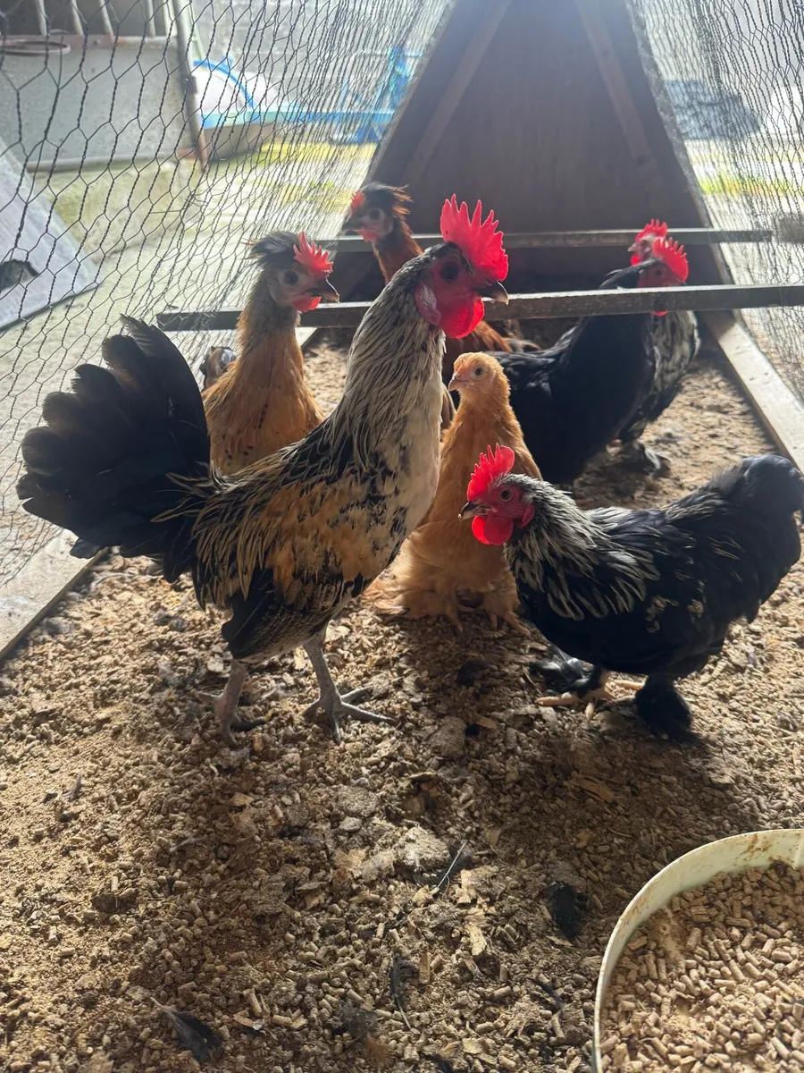 Polish and bantams - Image 2