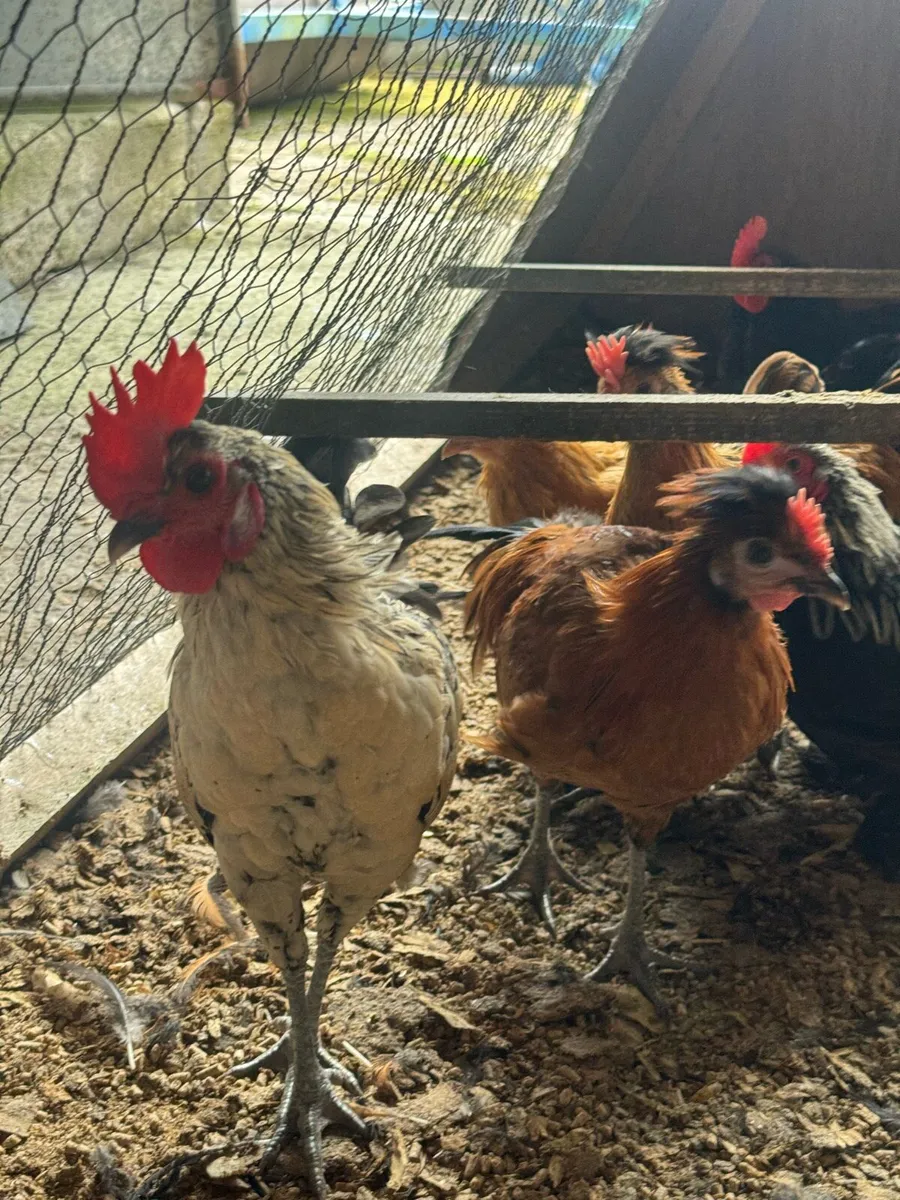 Polish and bantams - Image 3