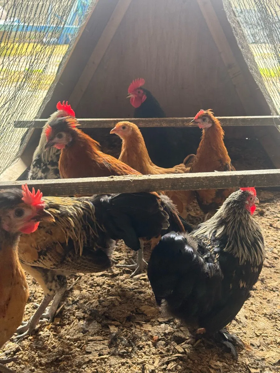 Polish and bantams - Image 4