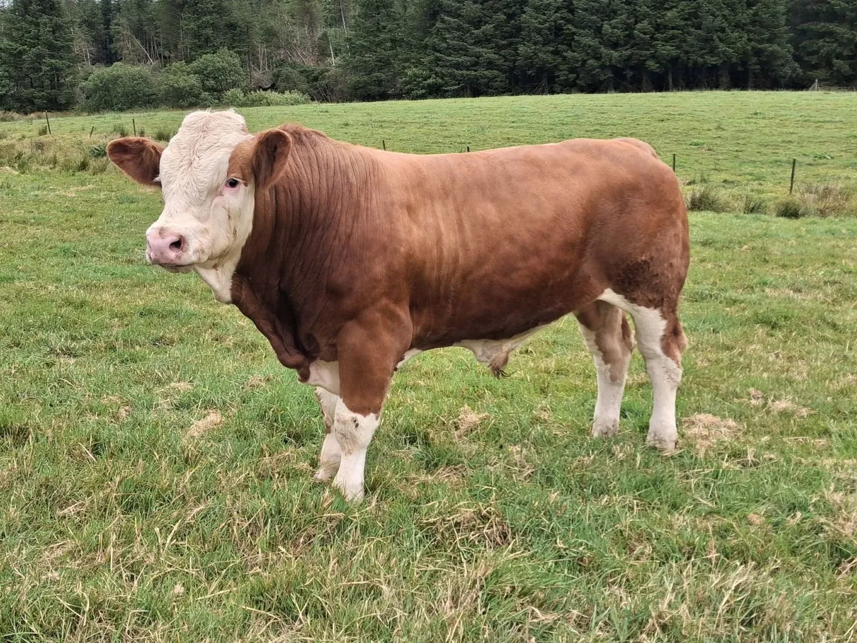 Pedigree Simmental Bull For Sale - Image 2