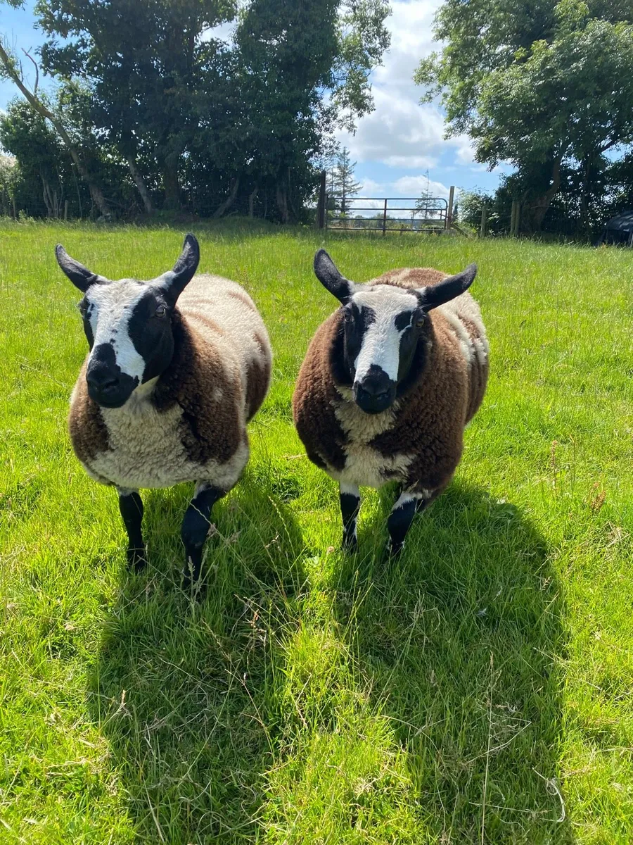 Dutch Spotted Sheep - Image 1