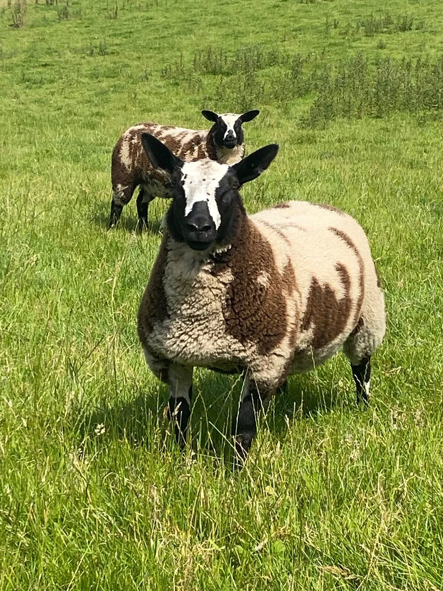 Dutch Spotted Sheep - Image 2