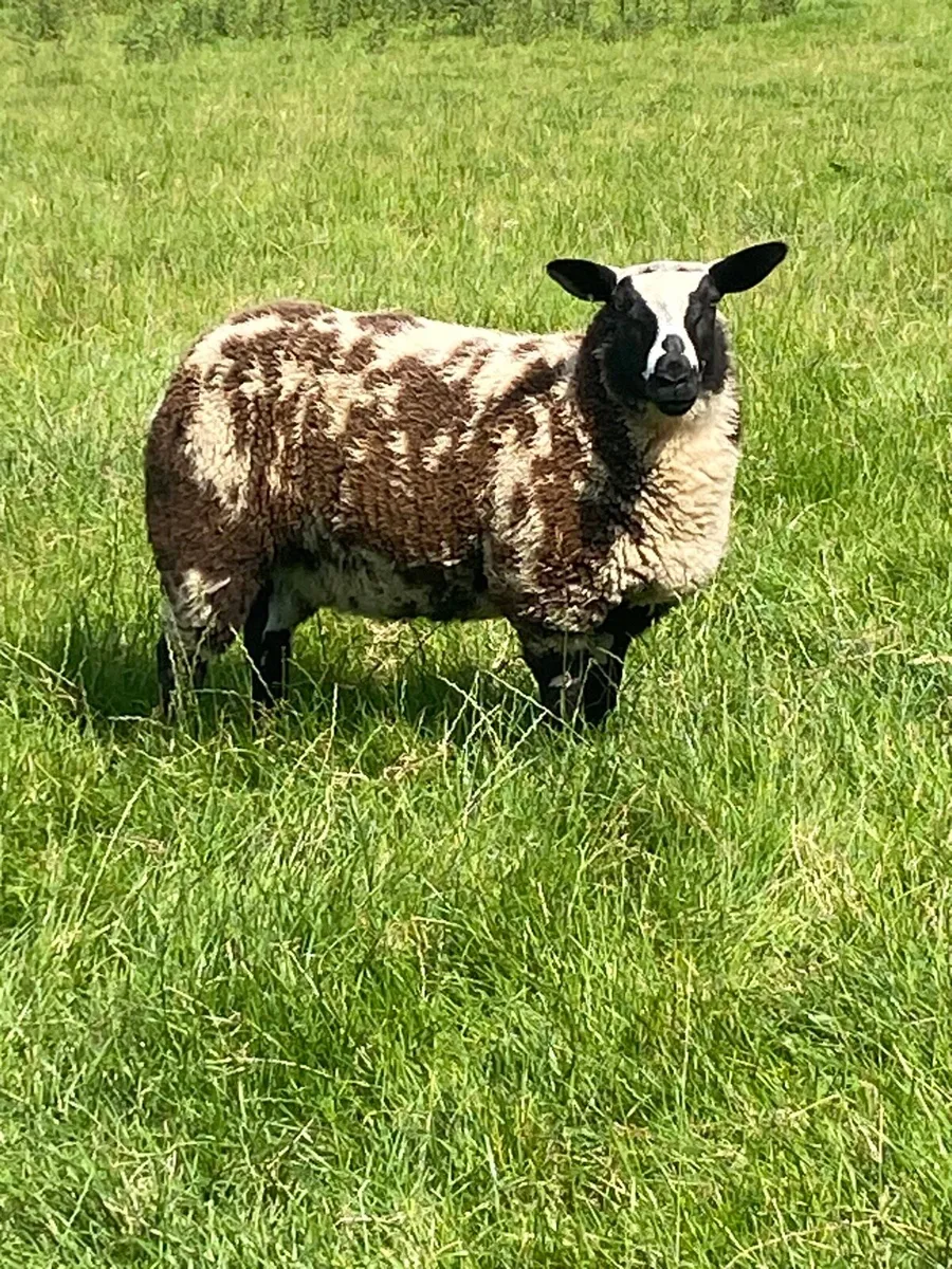 Dutch Spotted Sheep - Image 3