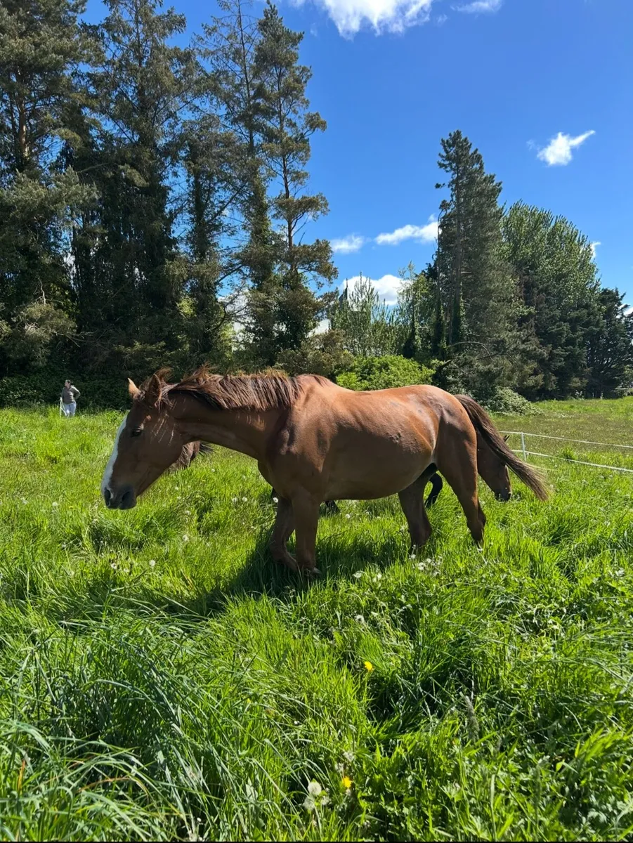 10 year old mare - Image 1