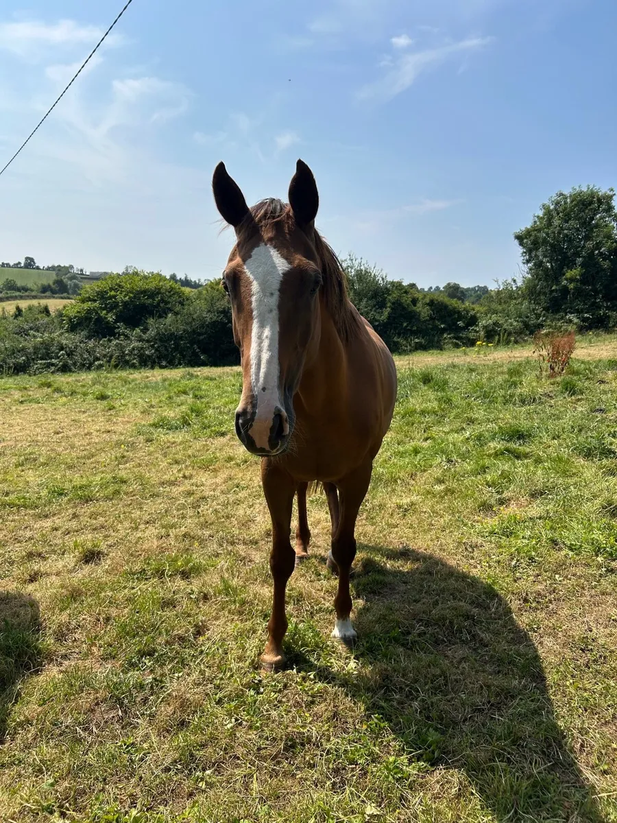 10 year old mare - Image 3