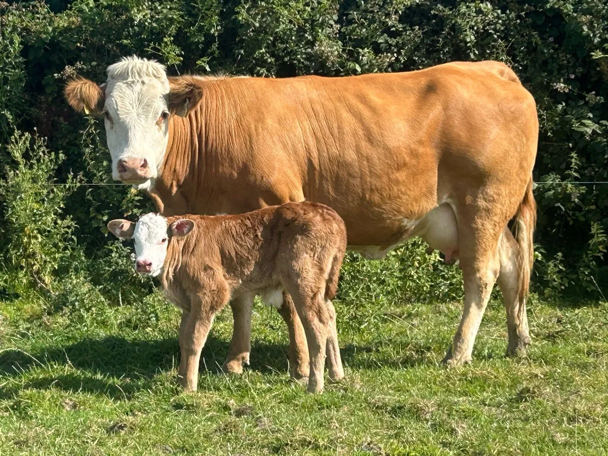 U grade first calved 5 star⭐️⭐️⭐️⭐️⭐️ heifer - Image 4