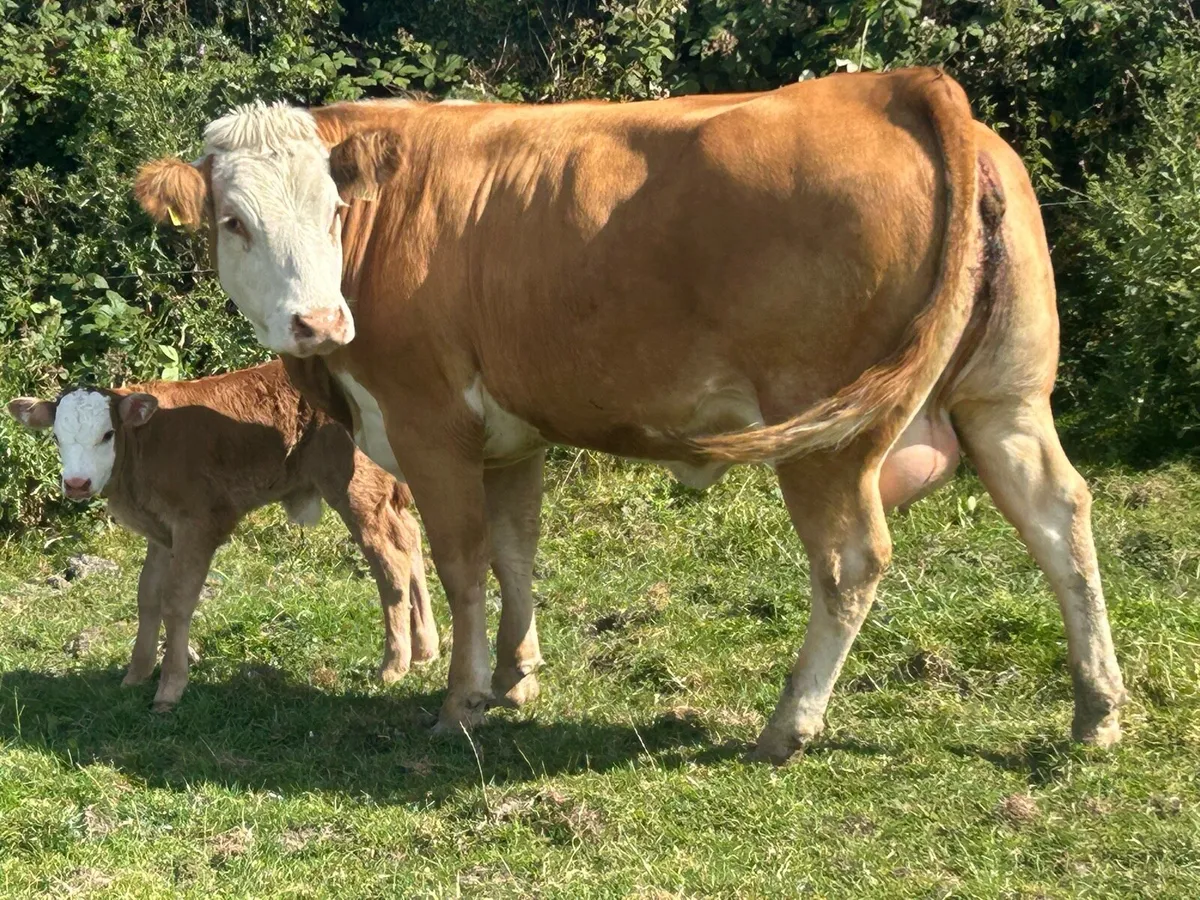 U grade first calved 5 star⭐️⭐️⭐️⭐️⭐️ heifer - Image 2