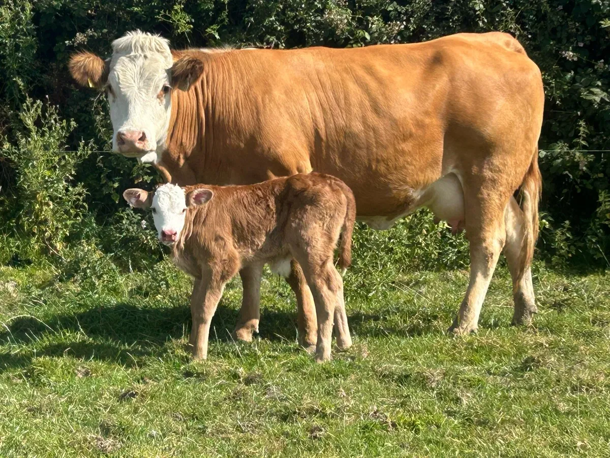 U grade first calved 5 star⭐️⭐️⭐️⭐️⭐️ heifer - Image 3