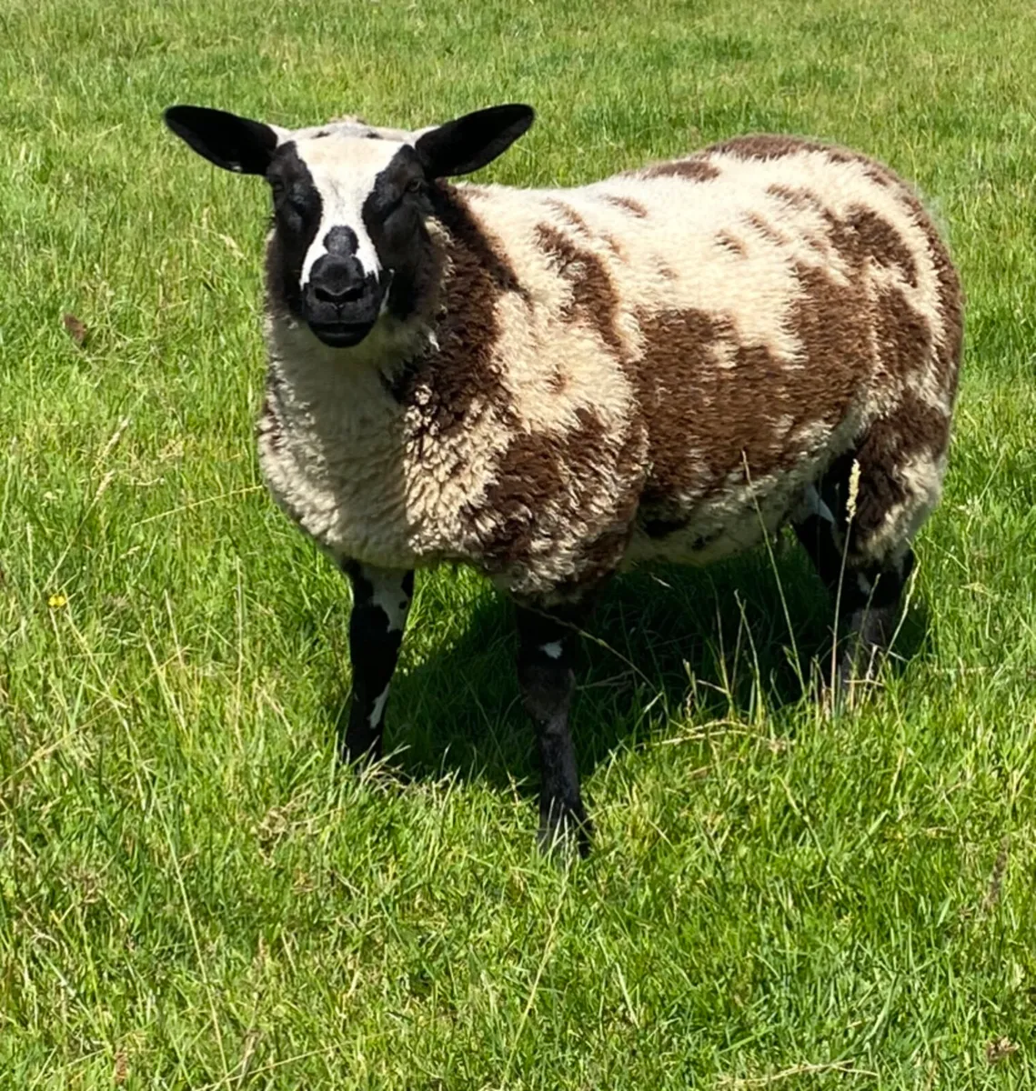 Dutch Spotted Sheep - Image 4