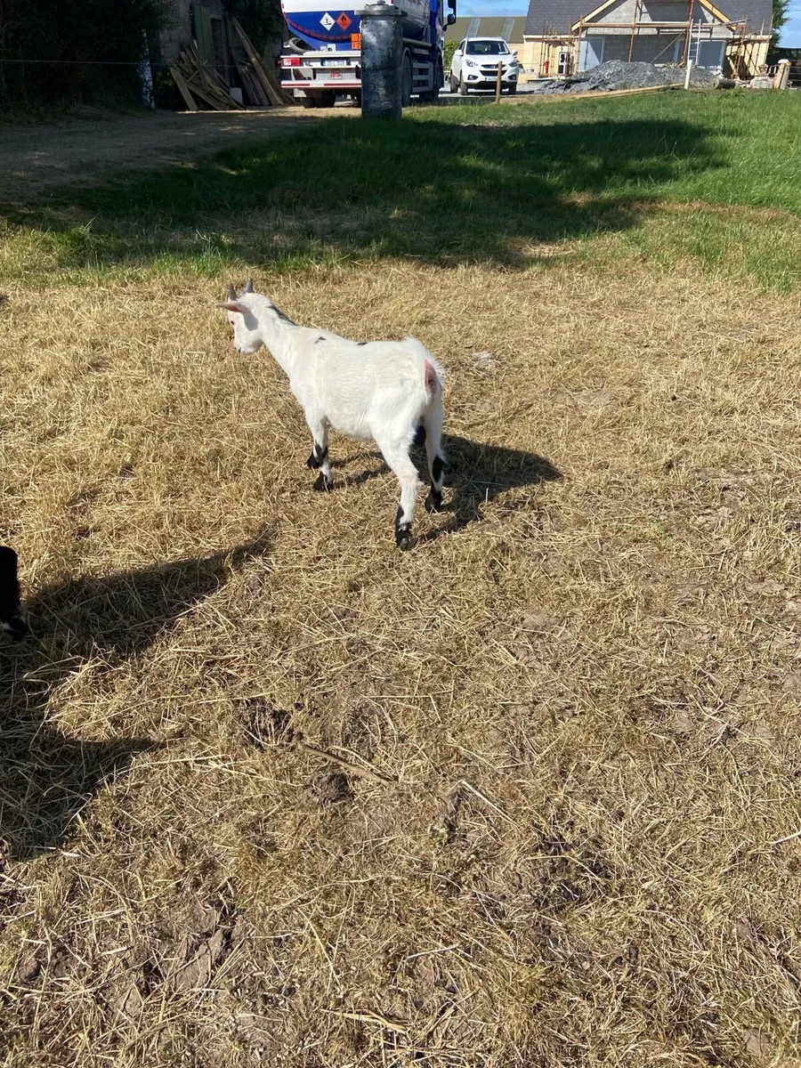 Pygmy puck goat - Image 2