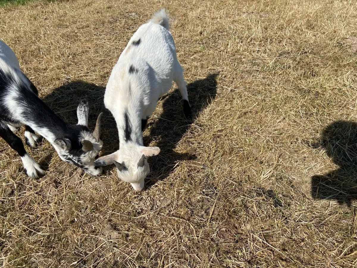 Pygmy puck goat - Image 1