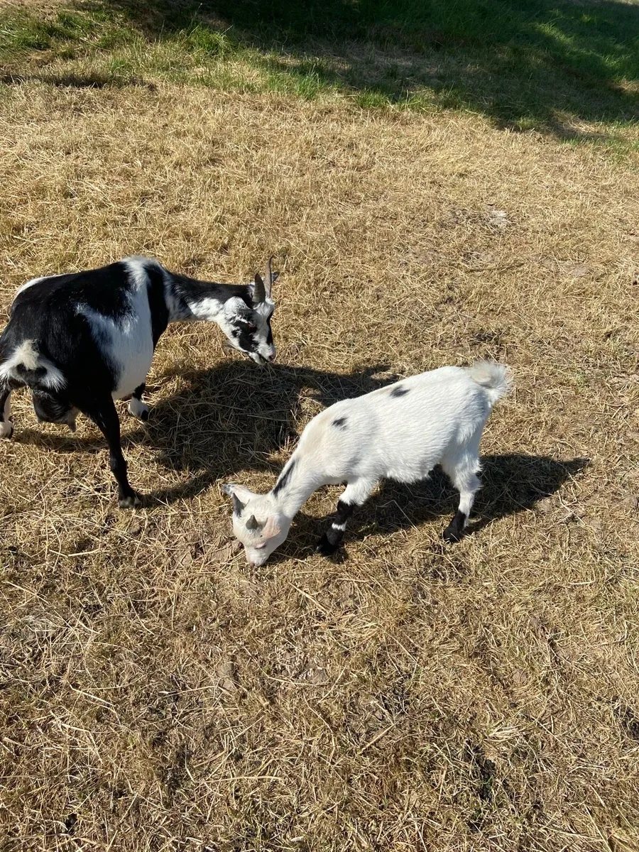 Pygmy puck goat - Image 3