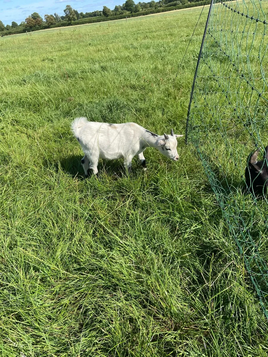 Pygmy puck goat - Image 4