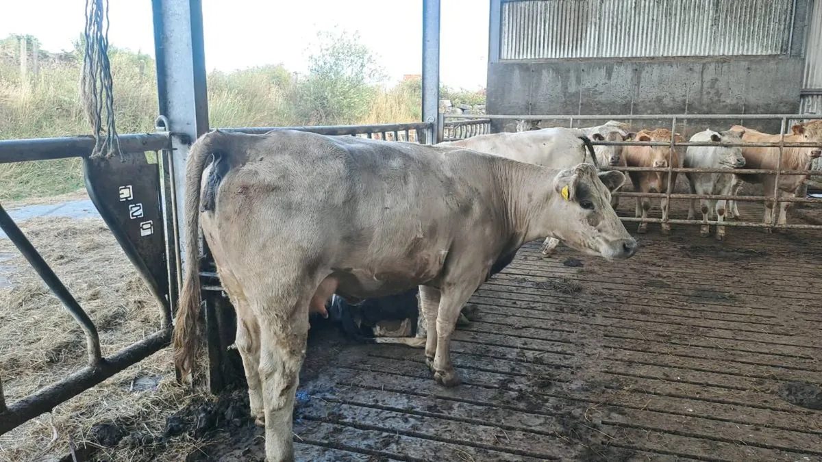 Cow - Image 1
