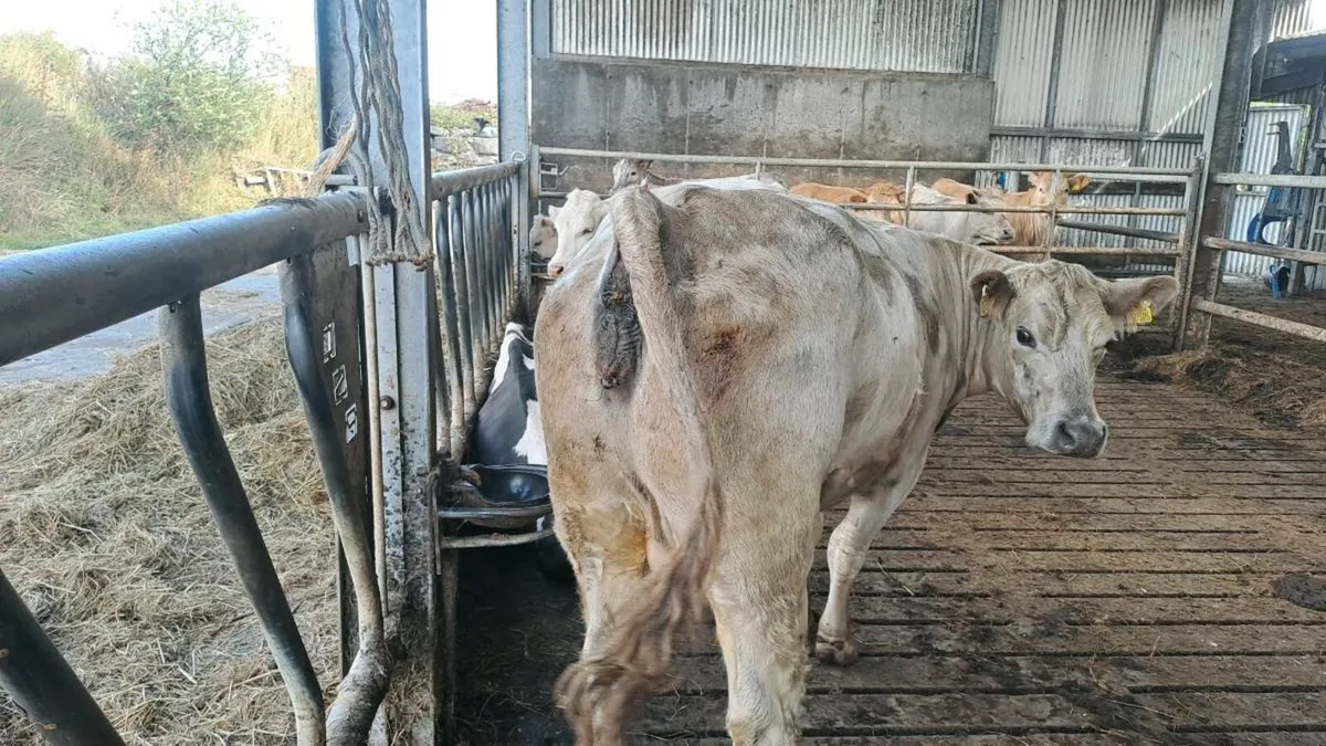 Cow - Image 2