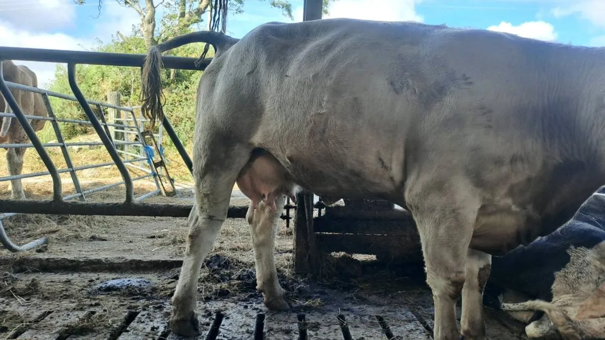 Cow - Image 3