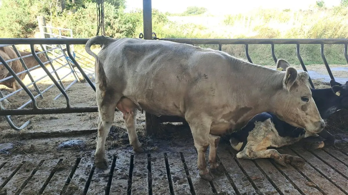 Cow - Image 4