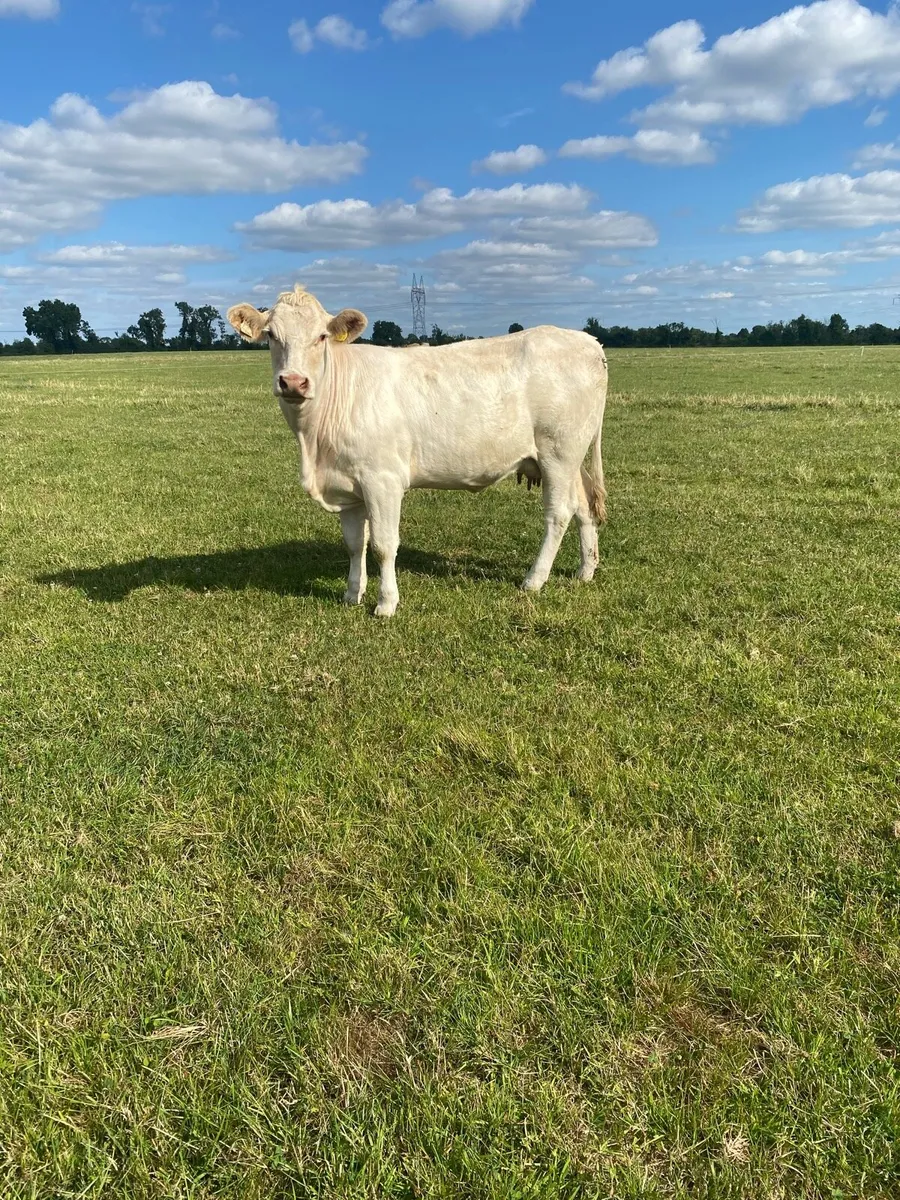 Charolais Cow and Calf - Image 2