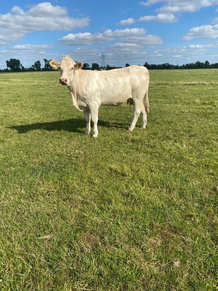 Charolais Cow and Calf - Image 3