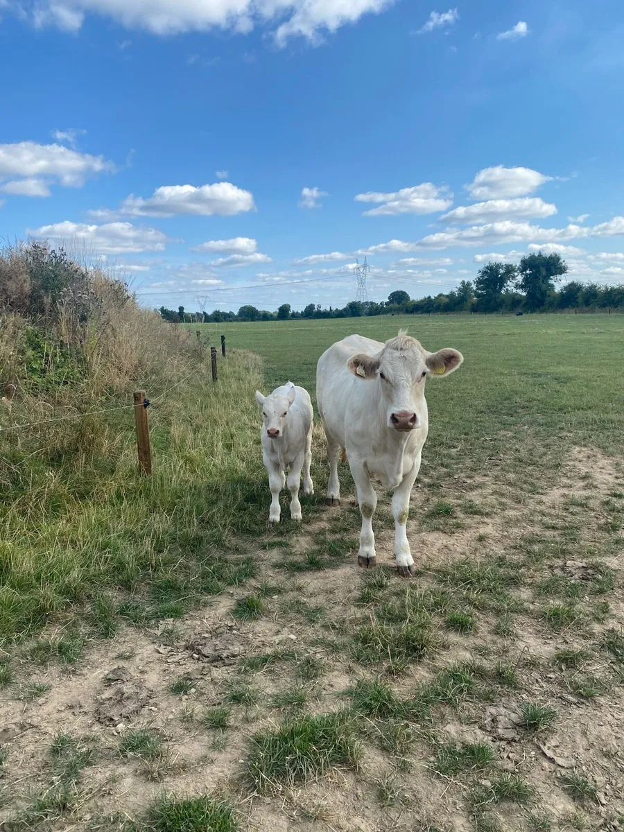 Charolais Cow and Calf - Image 1