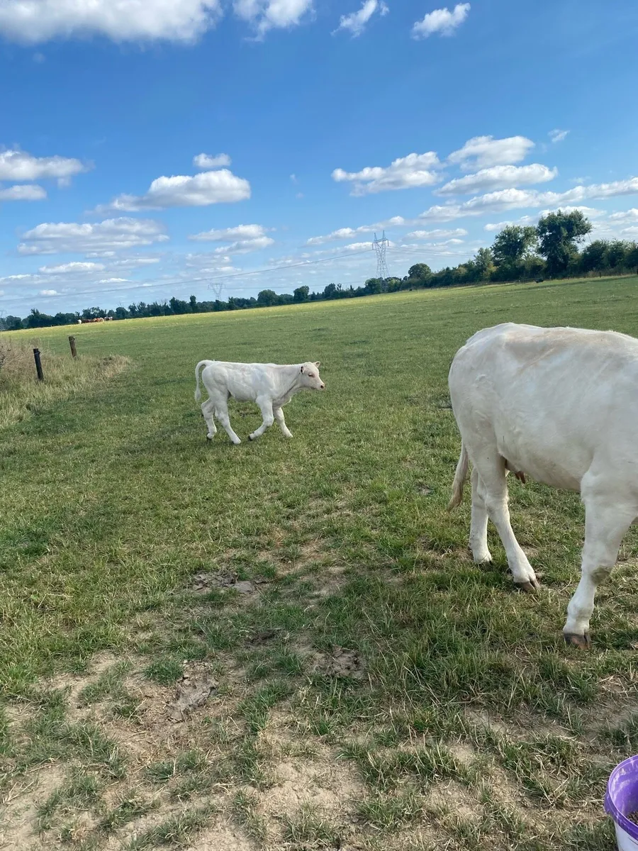 Charolais Cow and Calf - Image 4