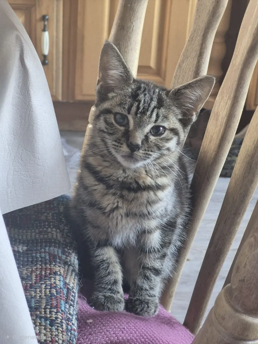 Cat - Image 1