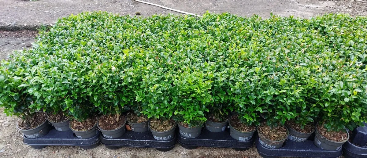Box Hedging - Image 3