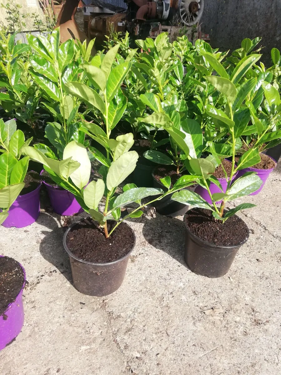 Laurel Hedging - Image 1