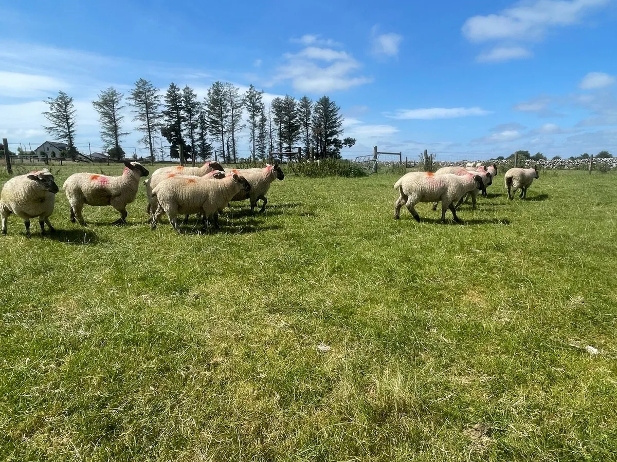 Suffolk X Ewe Lambs - Image 2
