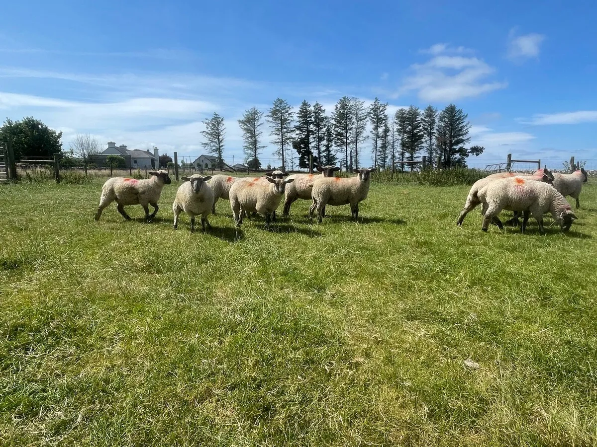 Suffolk X Ewe Lambs - Image 3