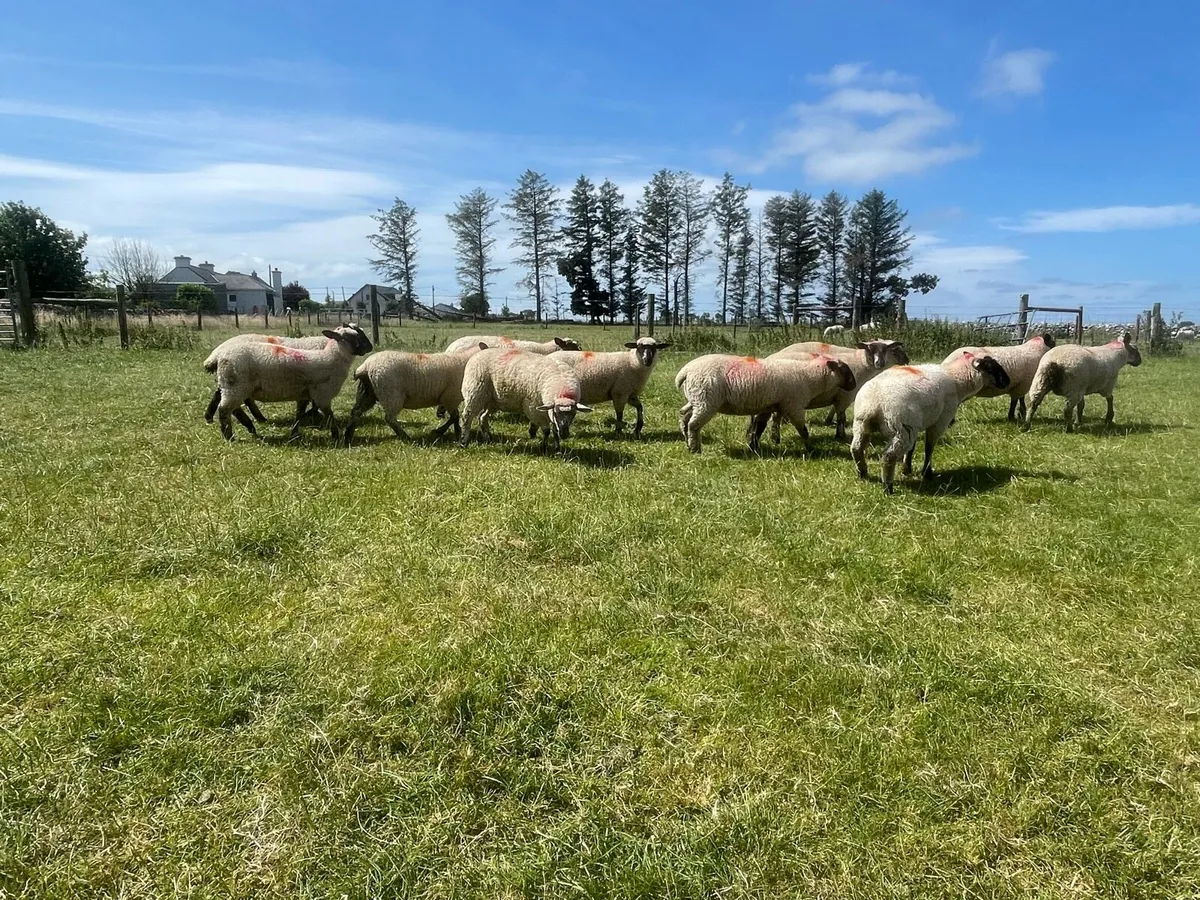 Suffolk X Ewe Lambs - Image 4