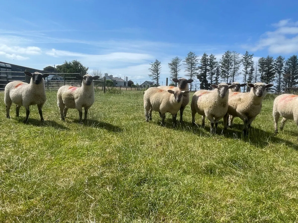 Suffolk X Ewe Lambs - Image 1