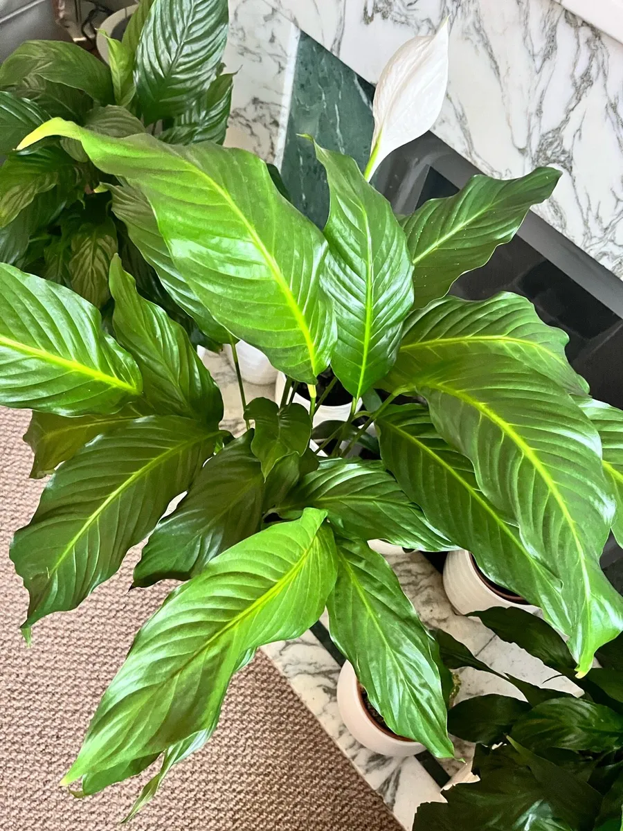 Big & tall Peace Lily (Spathiphyllum) plant - Image 1