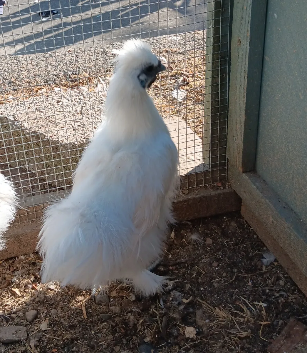 Sussex Bantams / Silkies. - Image 2