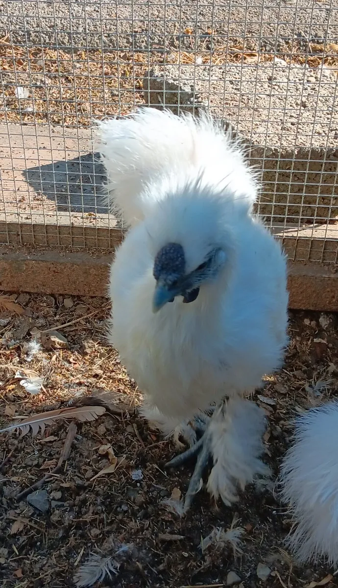 Sussex Bantams / Silkies. - Image 3