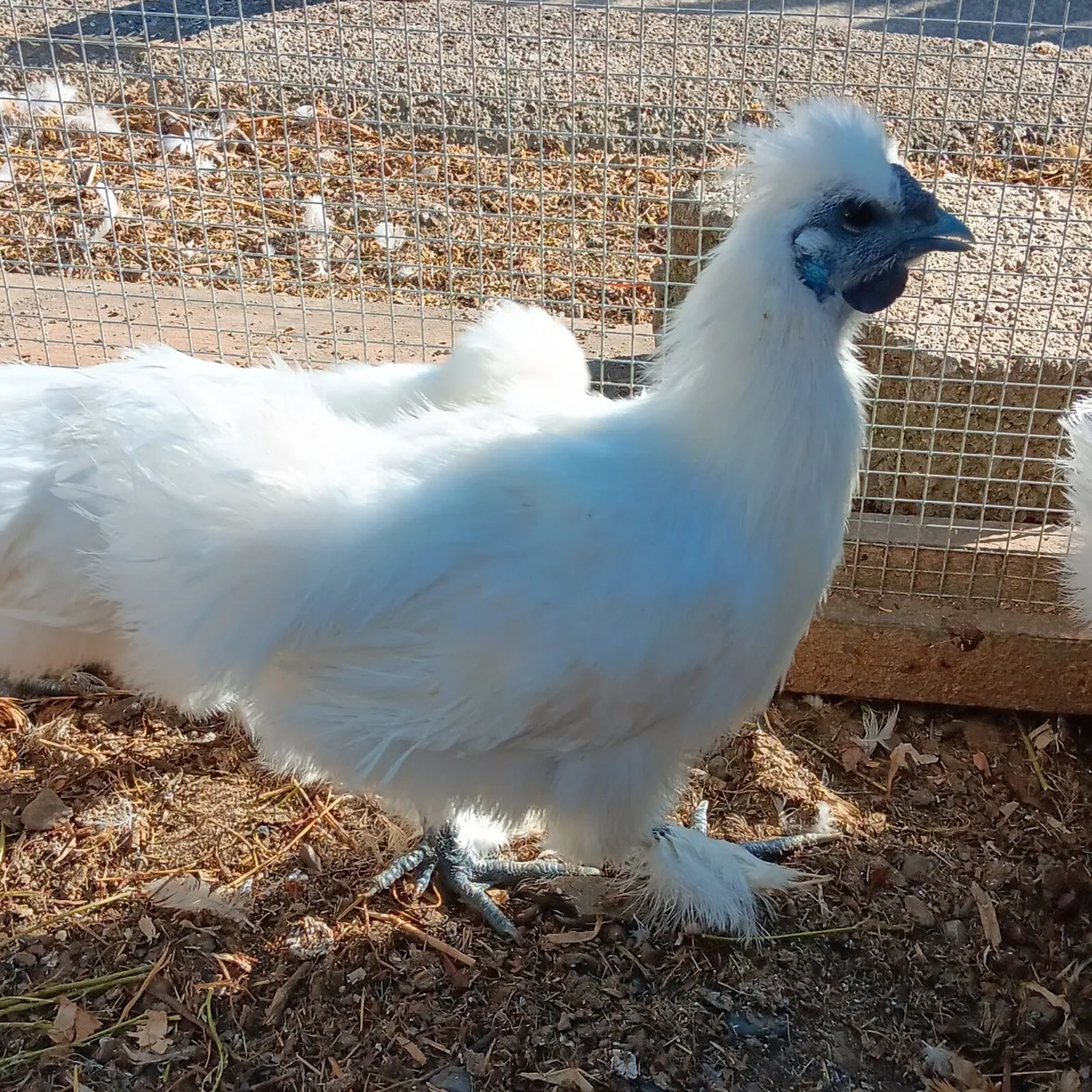 Sussex Bantams / Silkies. - Image 4