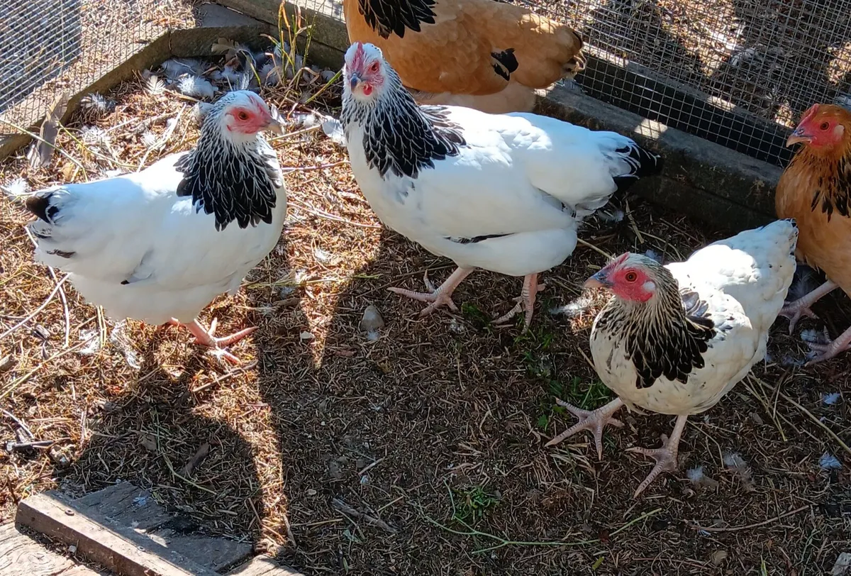Sussex Bantams / Silkies. - Image 1